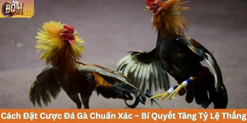 Cách Đặt Cược Đá Gà Chuẩn Xác – Bí Quyết Tăng Tỷ Lệ Thắng Cách Đặt Cược Đá Gà